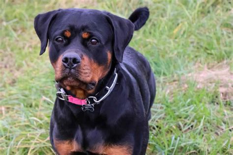 Everything You Wanted To Know About Female Rottweilers