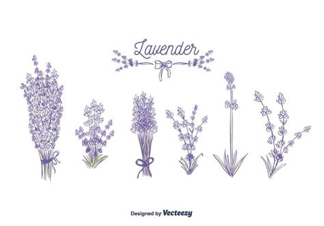 Lavender Vector 115639 Vector Art at Vecteezy