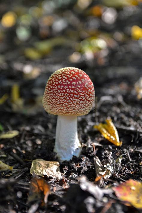 Red Toad Stools Actual Name Fly Agaric Amanita Muscaria Stock Image