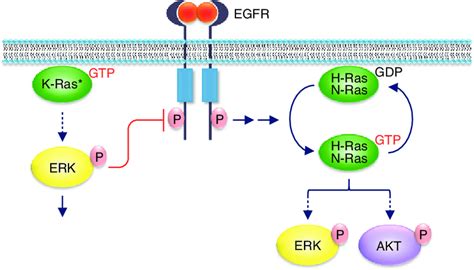 Functional Interplay Between Wild Type Wt And Mutant Ras Shown In