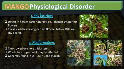 Mango Cultivation Practices PPT