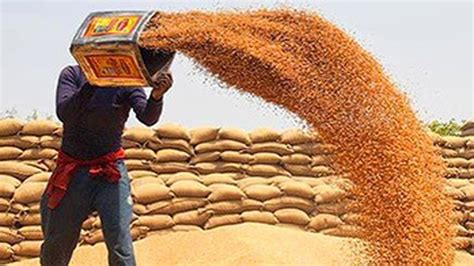 Government Imposes Stock Limits On Wheat To Prevent Hoarding The Hindu