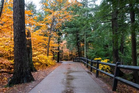 Autumn Yellow Leaves in the Forest at Tahquamenon Falls State Park in ...