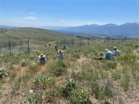 Loss Of Plant Biodiversity Can Reduce Soil Carbon Sequestration In