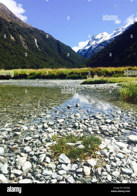 New Zealand wildlife Stock Photo - Alamy