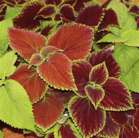 Rainbow Coleus Mix Colors 100 Fresh Garden Flower Seeds Etsy