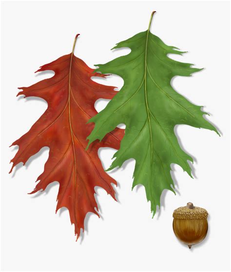 Northern Red Oak Leaf With Acorn, HD Png Download , Transparent Png ...