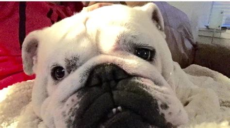 #english bulldog .... Look at those teeth!!!! | Bulldog, English bulldog, French bulldog