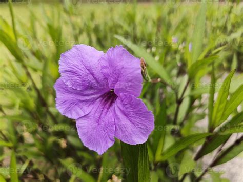 foto paisajística de campanillas mexicanas con flores moradas y de