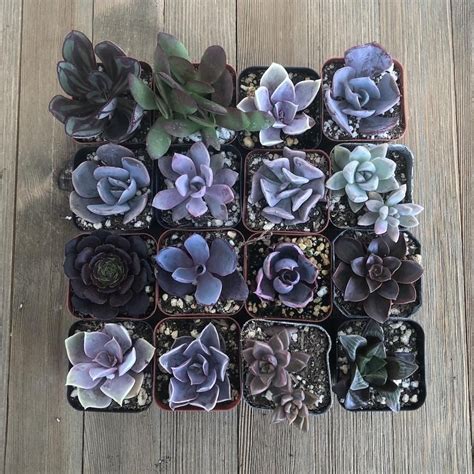 Black succulents – Artofit