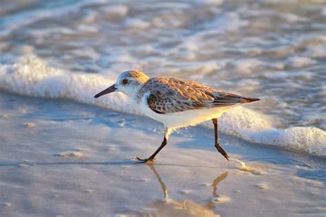 Florida Sandpiper Bird Coastal Birds Sandpiper Bird Bird Photo