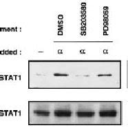 Activation Of P Mapk By Ifns In Hela S A Cells Were Treated