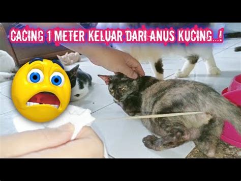 ASTAGHFIRULLAH Cacing Misterius Keluar Dari Anus Kucing Panjangnya