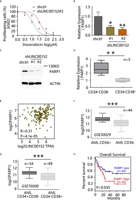 Frontiers Long Non Coding Rna Linc00152 Regulates Self Renewal Of