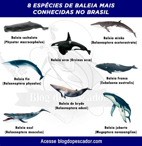 8 Tipos De Baleia Mais Conhecidas No Brasil Blog Do Pescador Tipos