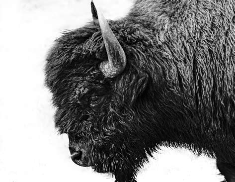 Free picture: American, bison