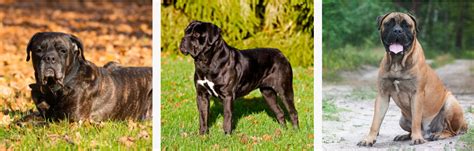 Bullmastiff Characteristics And Care