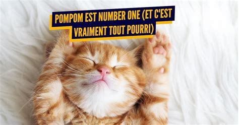 Top Des Noms De Chats Les Plus Donn S En France Que Du Love Et De