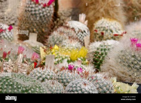 Close Up On Large Group Of Mammillaria Cacti In Flower Stock Photo Alamy