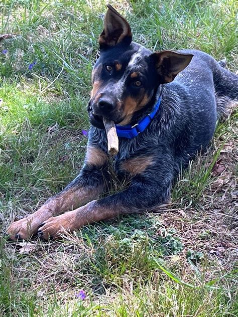 Dog For Adoption Luca A Australian Cattle Dogblue Heeler In