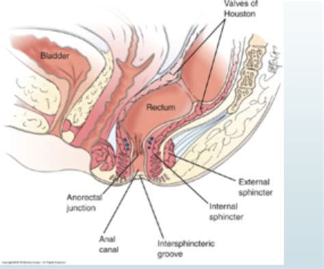 Female Gentilia Anus And Rectum Flashcards Quizlet