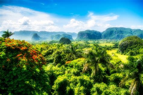 Tropical Nature UNESCO Vinales Stock Image - Image of lush, limestone: 243782921