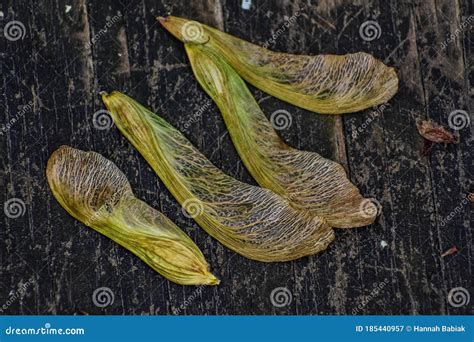 Maple Tree Seed Pods on Wood Stock Image - Image of tree, forest: 185440957