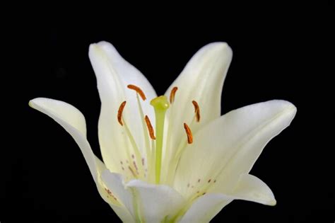 Premium Photo Lily Is White Black Background Flowers Close Up Pistil