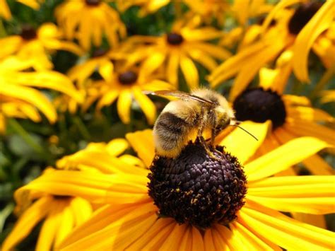 8 Cosas que debes hacer rápidamente si te pica una abeja o avispa y 3