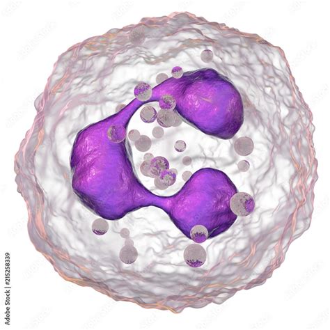 Neutrophil A White Blood Cell 3D Illustration The Most Abundant Type