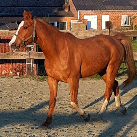 Photos De Chevaux En Libert