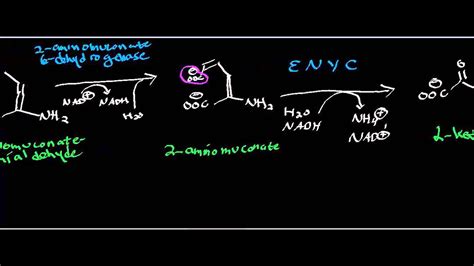 Biochemistry Catabolism Of Aminomuconate Semialdehyde To Glutaryl S Coa Youtube