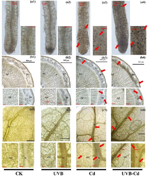 Cd Localization And Accumulation In Roots A1 A4 Stems B1 B4 And