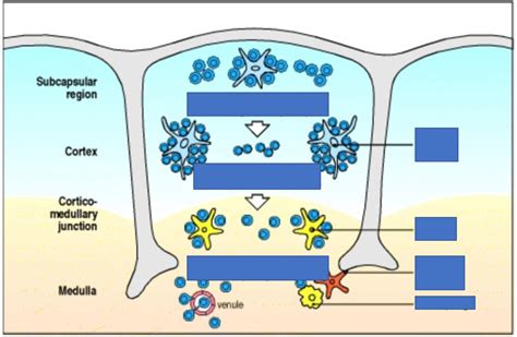 T Cell Maturation Diagram Quizlet