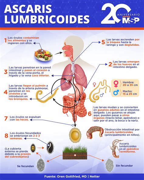 Ascaris Lumbricoides