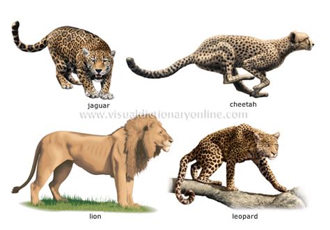 ANIMAL KINGDOM :: CARNIVOROUS MAMMALS :: EXAMPLES OF CARNIVOROUS ...