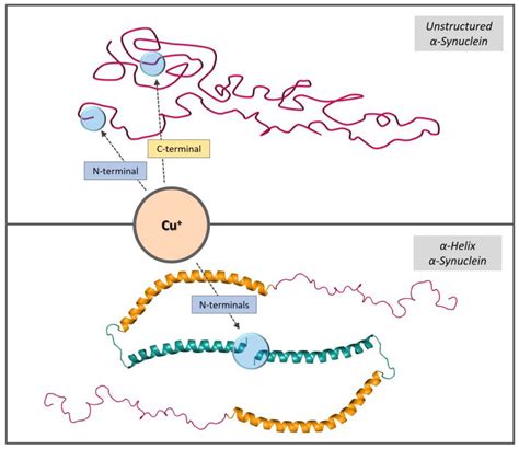 Biomolecules Free Full Text Copper Binding And Redox Activity Of α Synuclein In Membrane