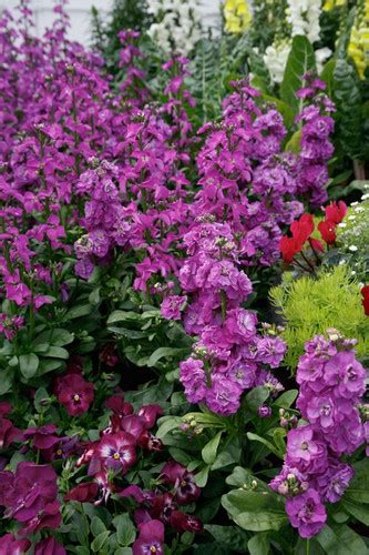 Stock Mime Mix Flower Seeds Greenoxyhome Comcopy