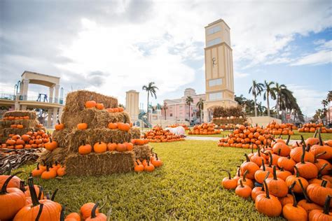 12 Fall-tastic Places To Go Pumpkin Picking In Miami & South FL