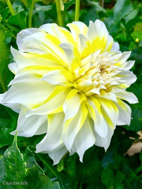 Épinglé par Асан Каблахунов sur Георгин | Photographie de fleurs ...