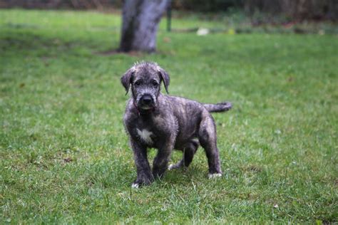 The Top 4 Irish Wolfhound Breeders In The U.S.