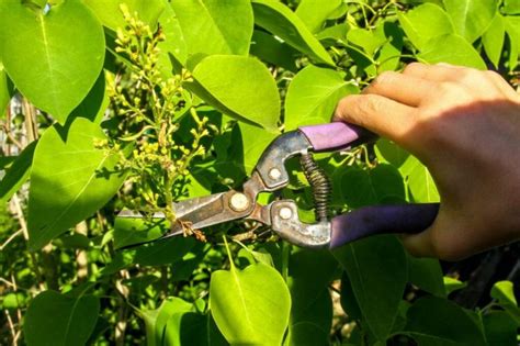 Cutting Lilacs When And How To Cut Back Gardender