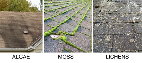 Roof Revival A Guide To Dealing With Algae On Shingles