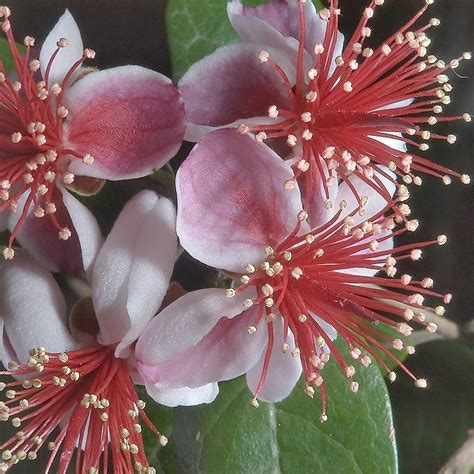 Guava Tree Flowers But No Fruit