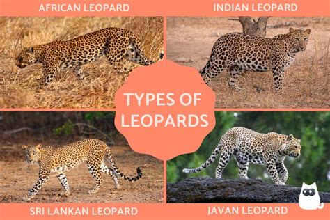 Types Of Leopards List