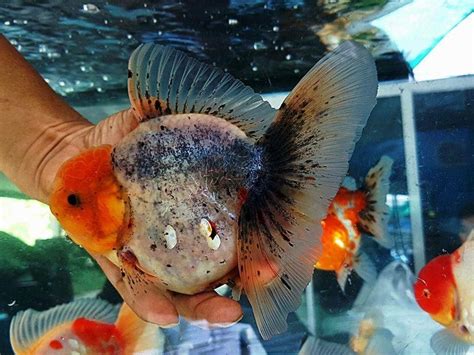 Pet Fish Types For Sale | Pets Animals US