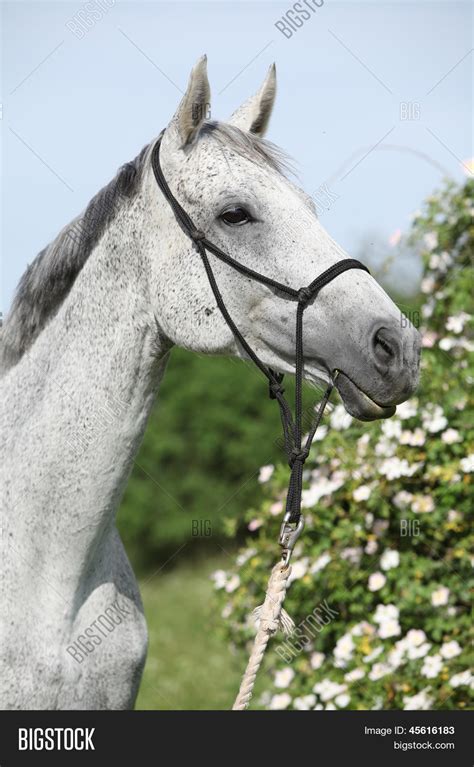 Retrato De Caballo Pura Sangre Inglés Blanco Con Flores Fotos Stock E