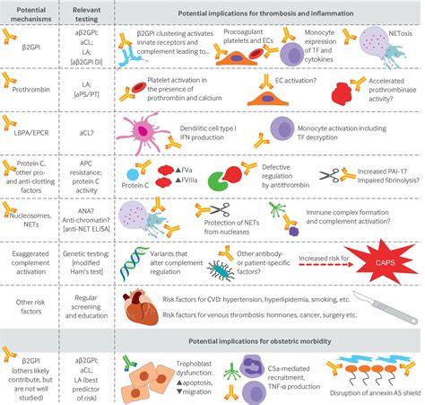 Antiphospholipid Syndrome Advances In Diagnosis Pathogenesis And