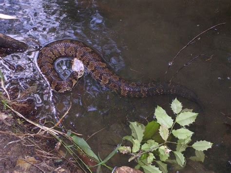 How To Tell If A Water Snake Is Poisonous - Water Snakes Identification