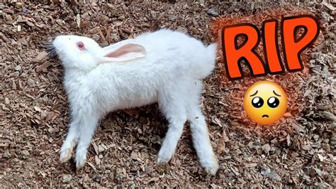 দেবদাস মারা গেলো Rip Rabbit The Subho Youtube